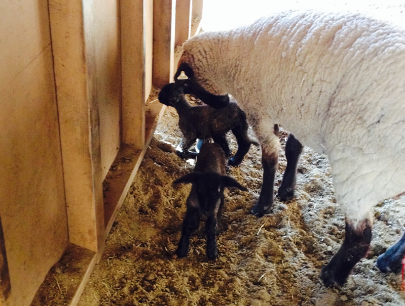 lambs